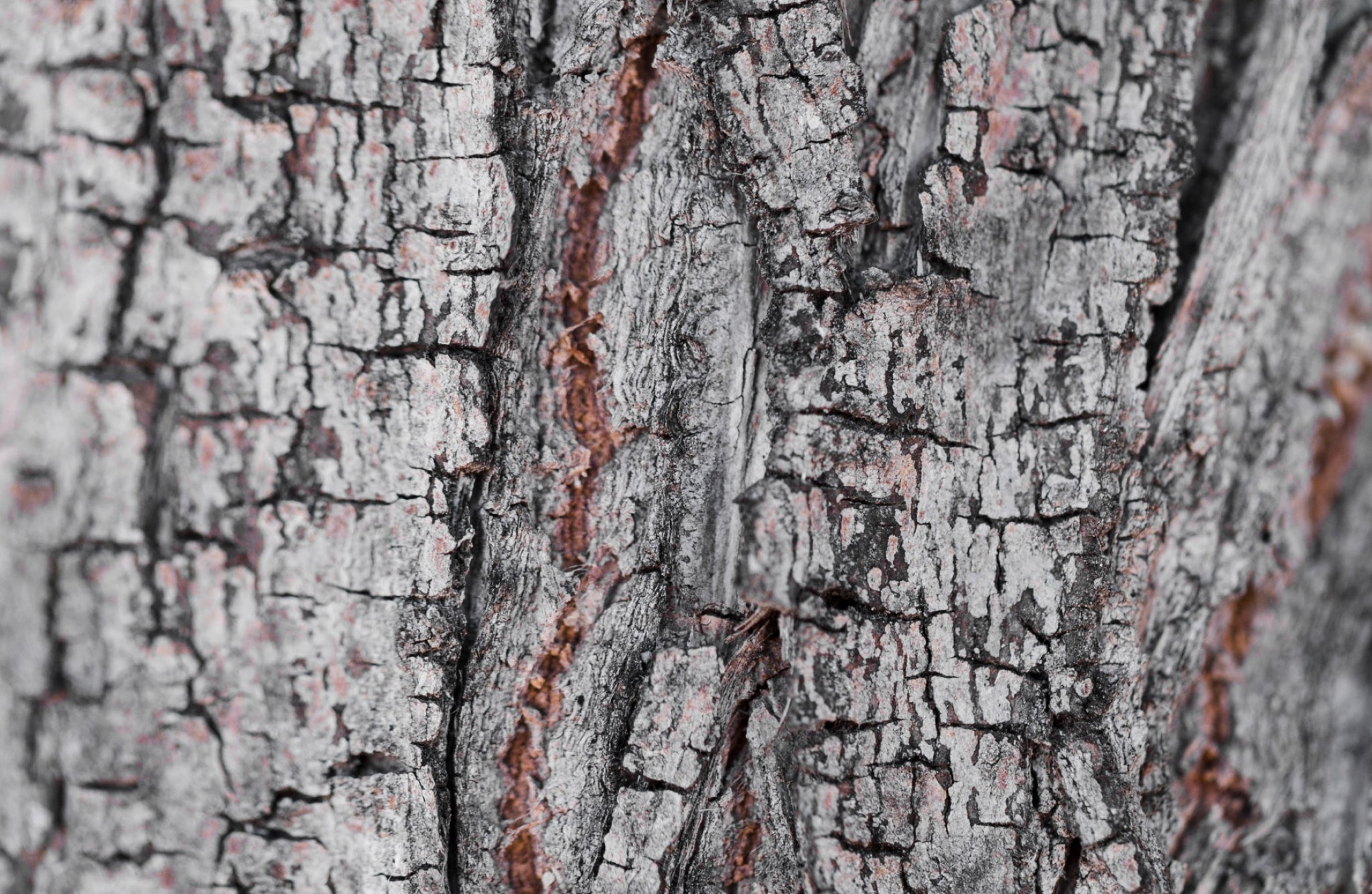 pine wood