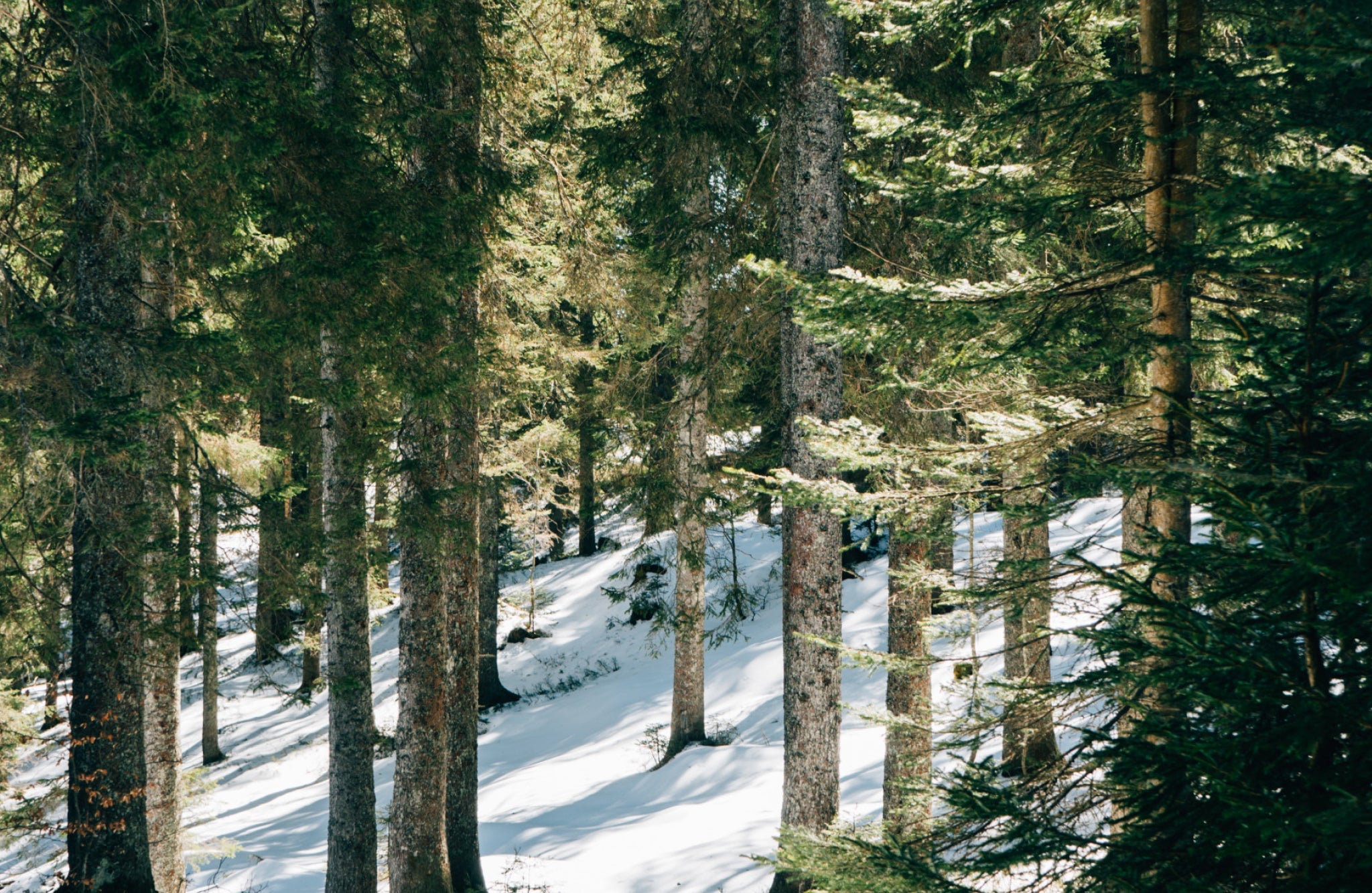 pine wood