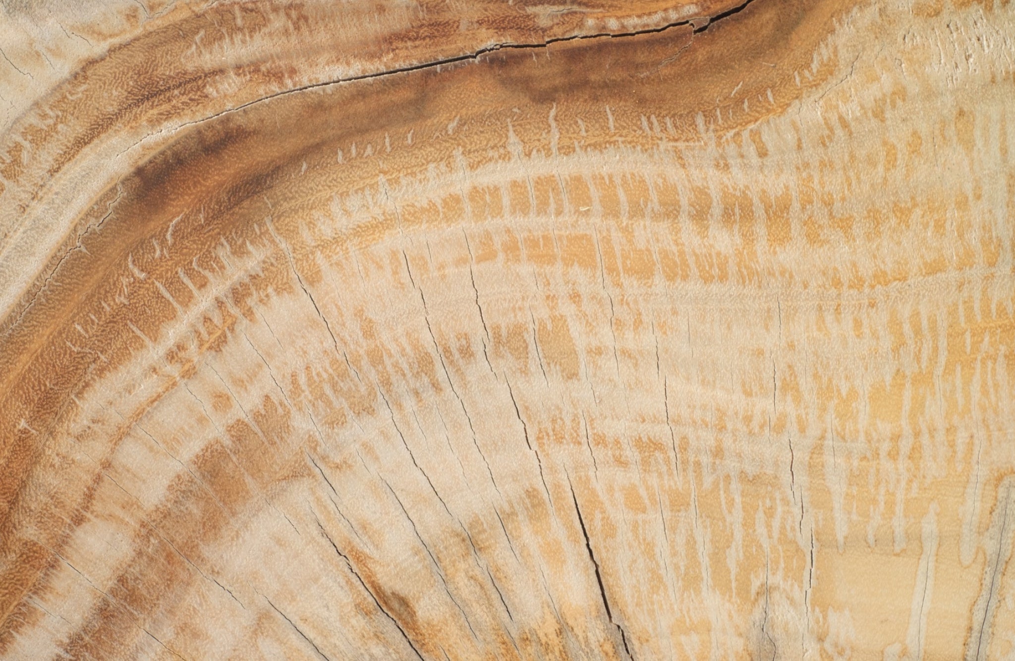 pine wood