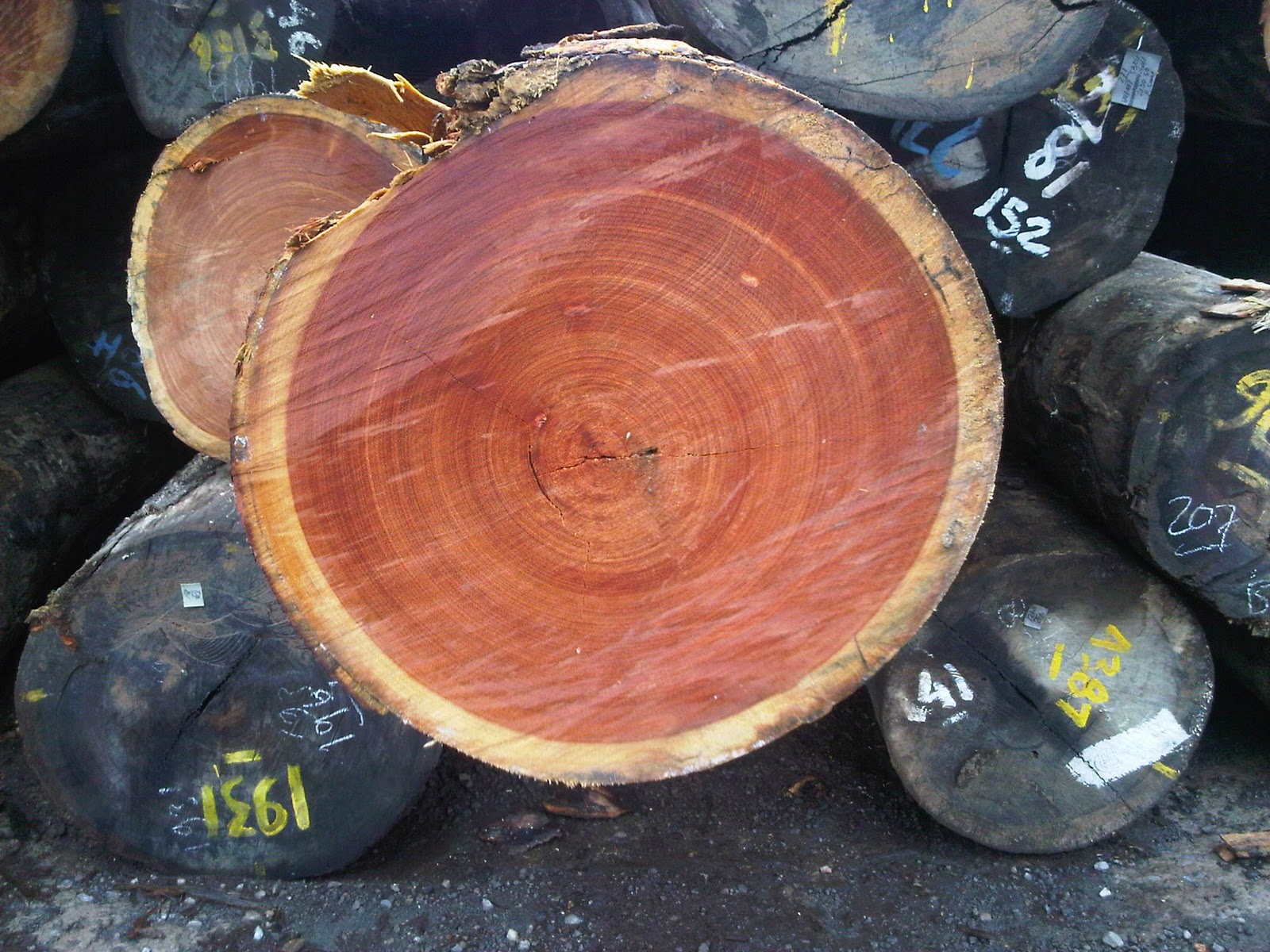 Type of Wood