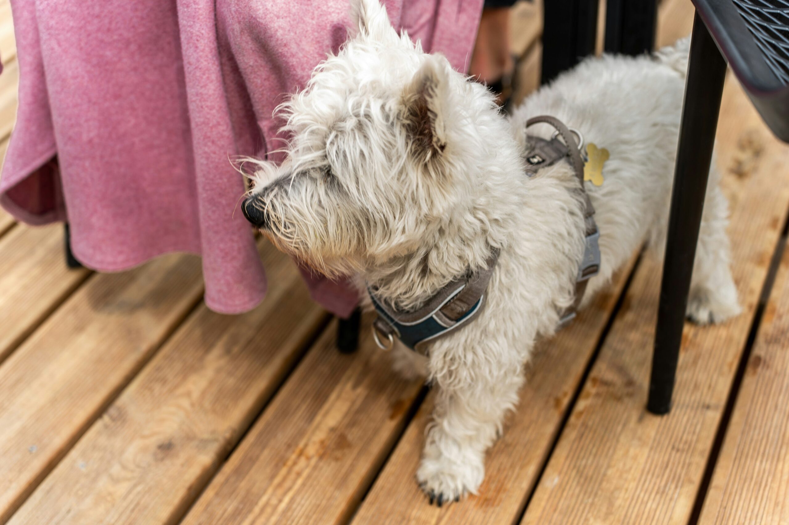 floors for dogs