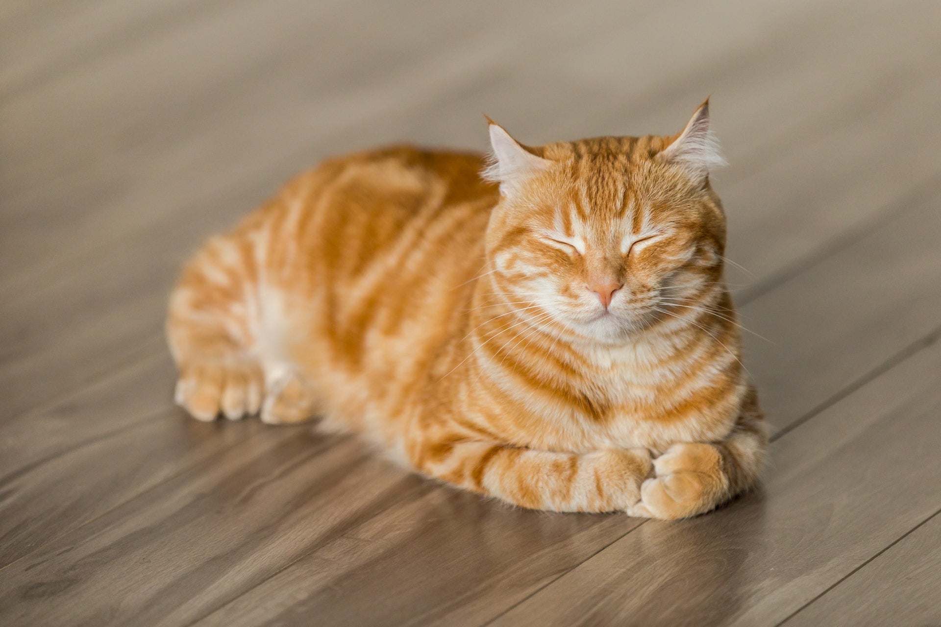 Best Floors for Cat: 5 Top Choices for Cat-Friendly Living