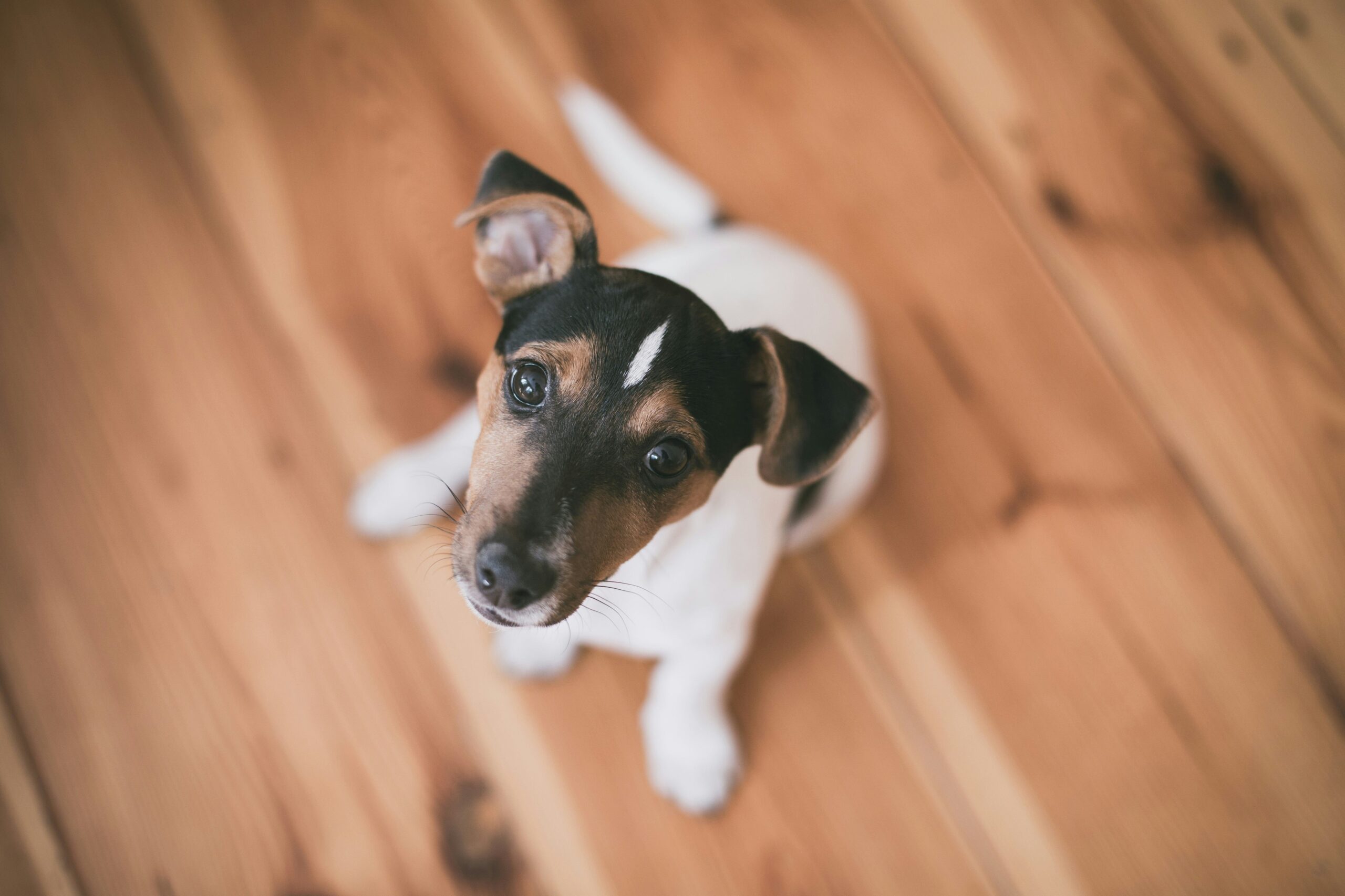 Best Floors for Dogs: A Guide to Pet-Friendly Flooring Options