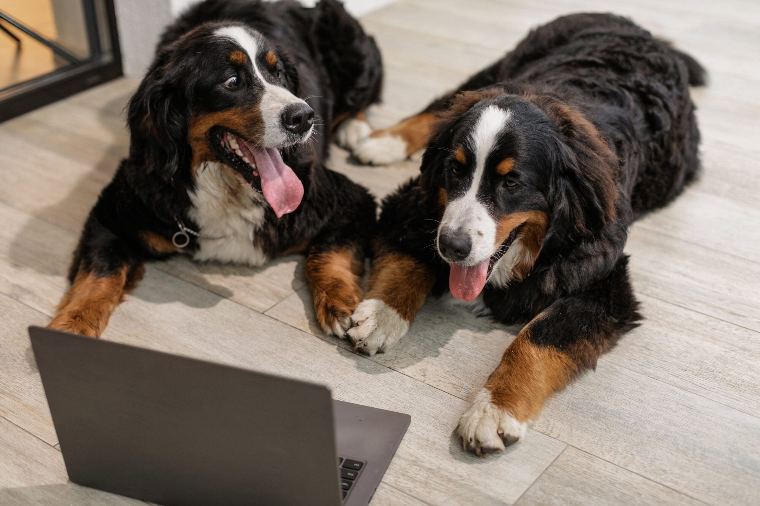 floors for dogs