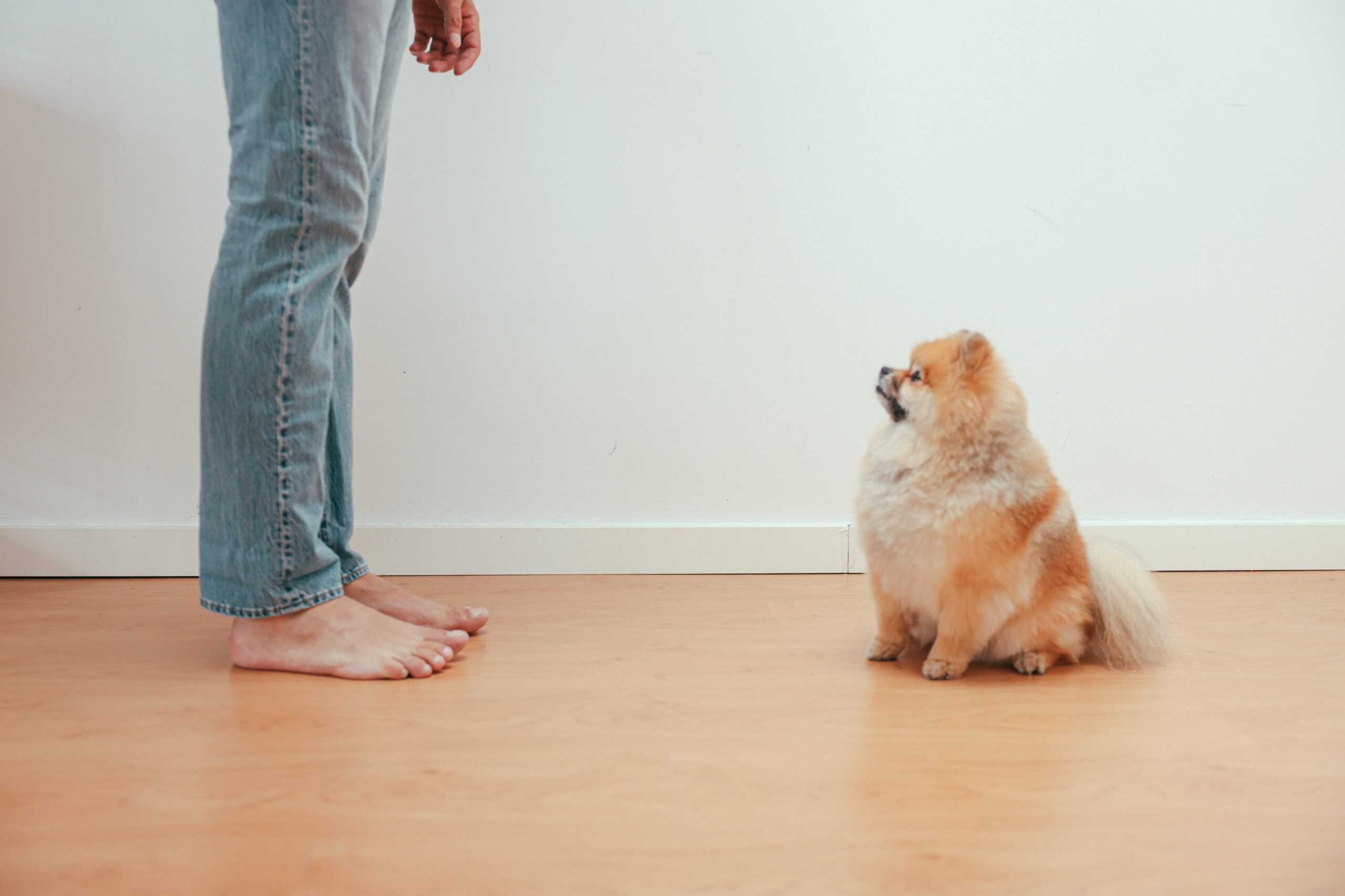 floors for dogs