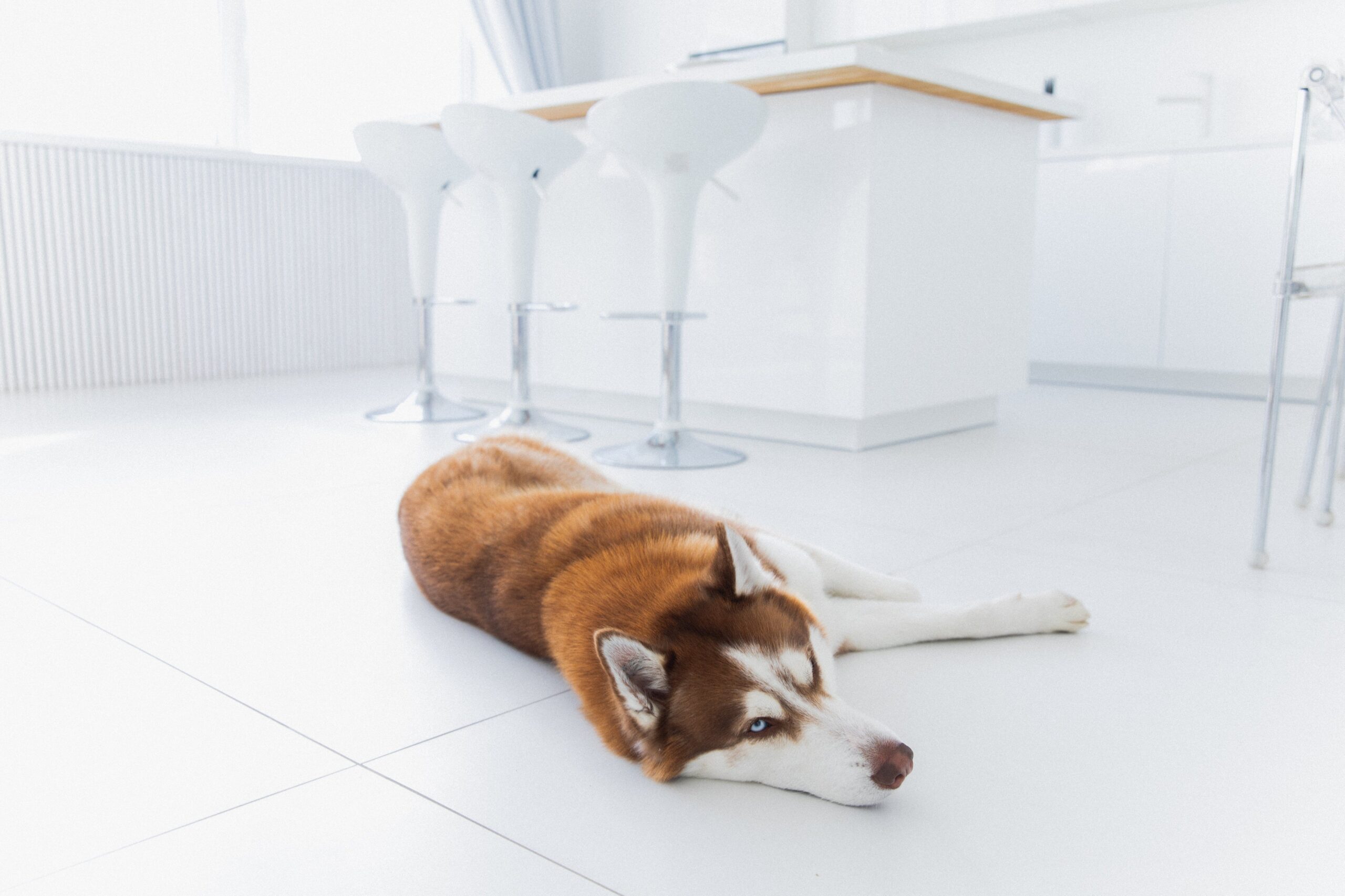 floors for dogs