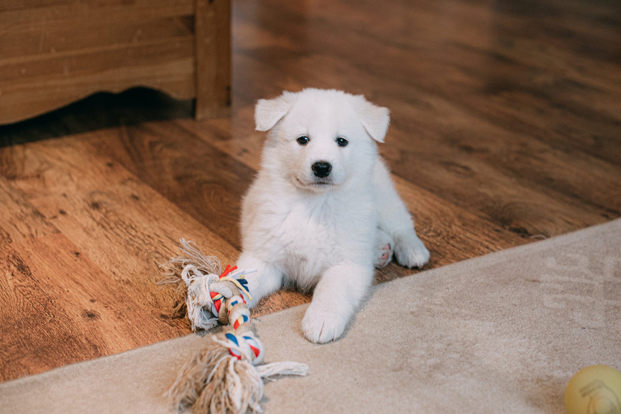 floors for dogs